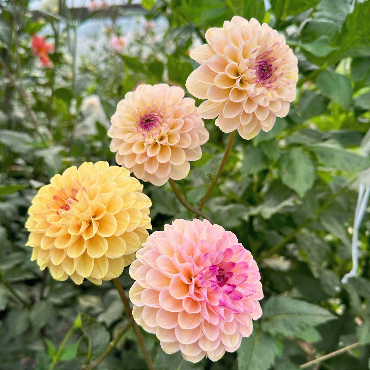 Wine Eyed Jill – Fleur Flower Farm