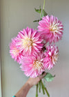 Alloway Candy