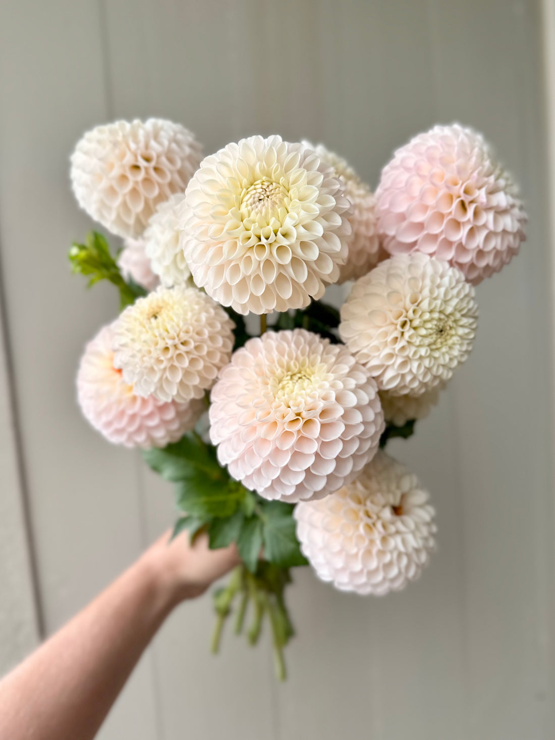  Most Blooms