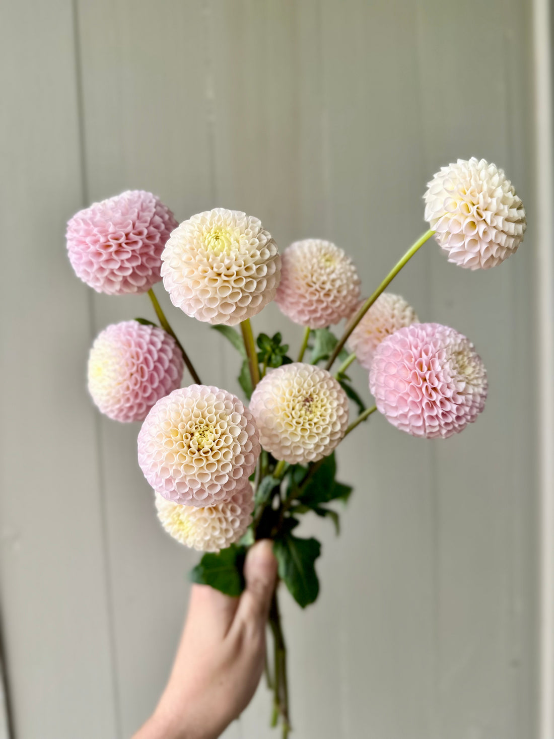  Blush Beauties