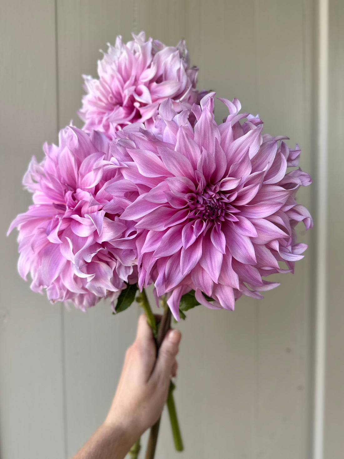  Big Impact Blooms