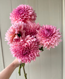  Wyn’s Pink Pearl