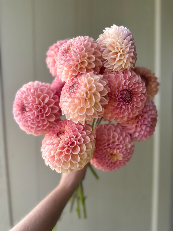 Clearview Peachy