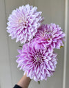 Ferncliff Inspiration