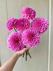  Pink Sylvia