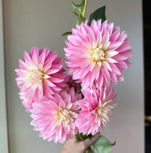  Dahlia 'Alloway Candy'