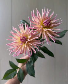 Wyn’s Mauve Mist