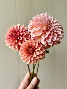  RM Raspberry Twinkle