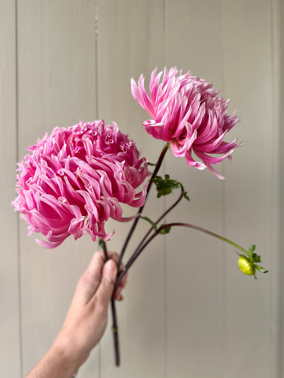 Hollyhill Cotton Candy