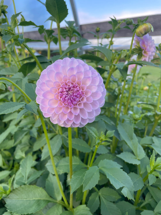 Dahlia 'Megan Dean'