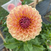 Dahlia 'Coseytown Gale'  LIMIT 2