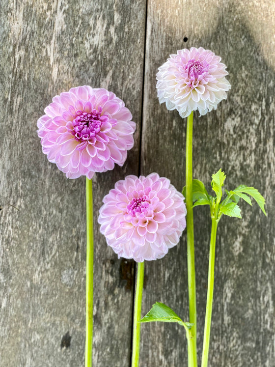 Dahlia 'Megan Dean'